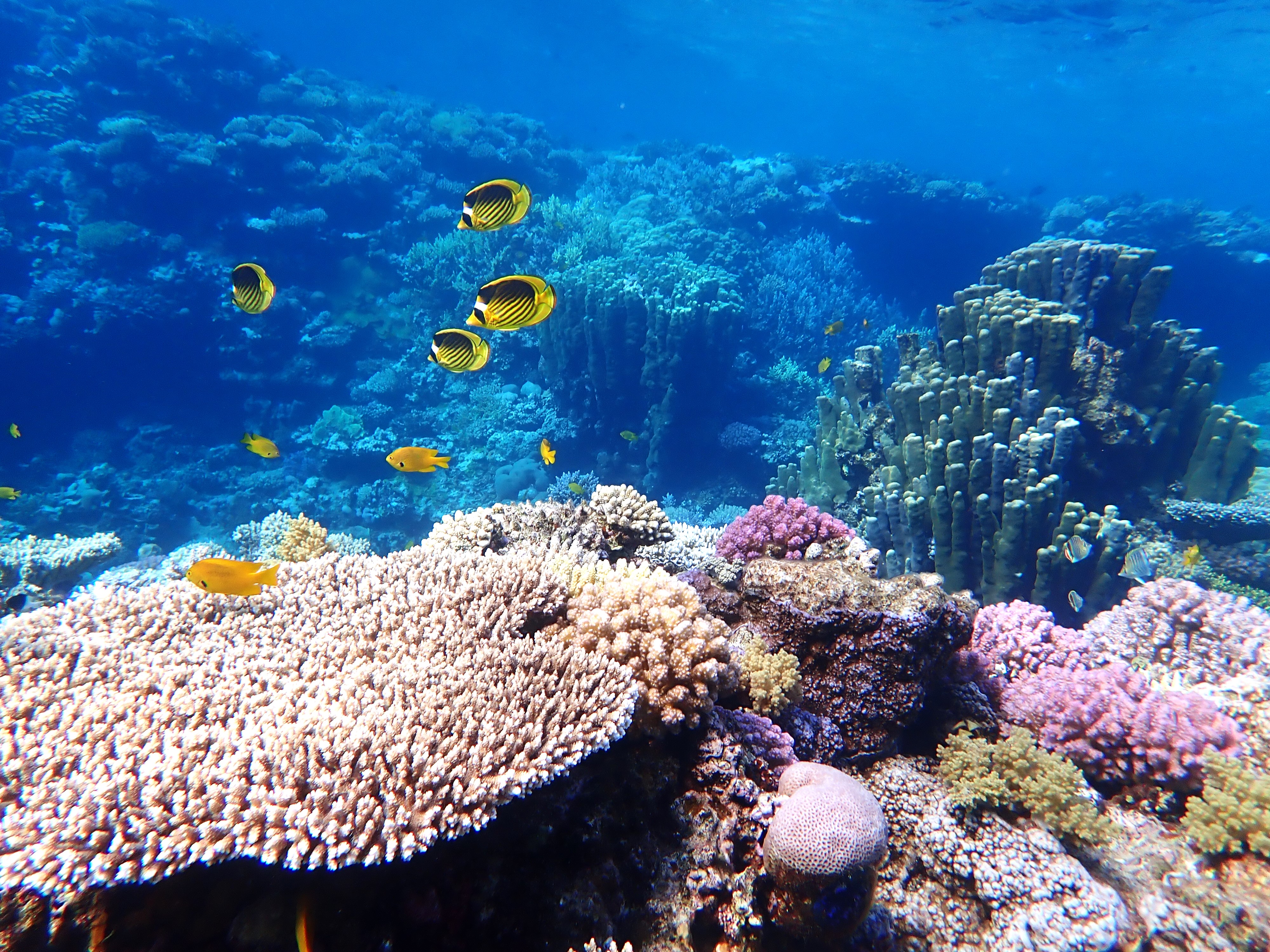 Dahab récifs