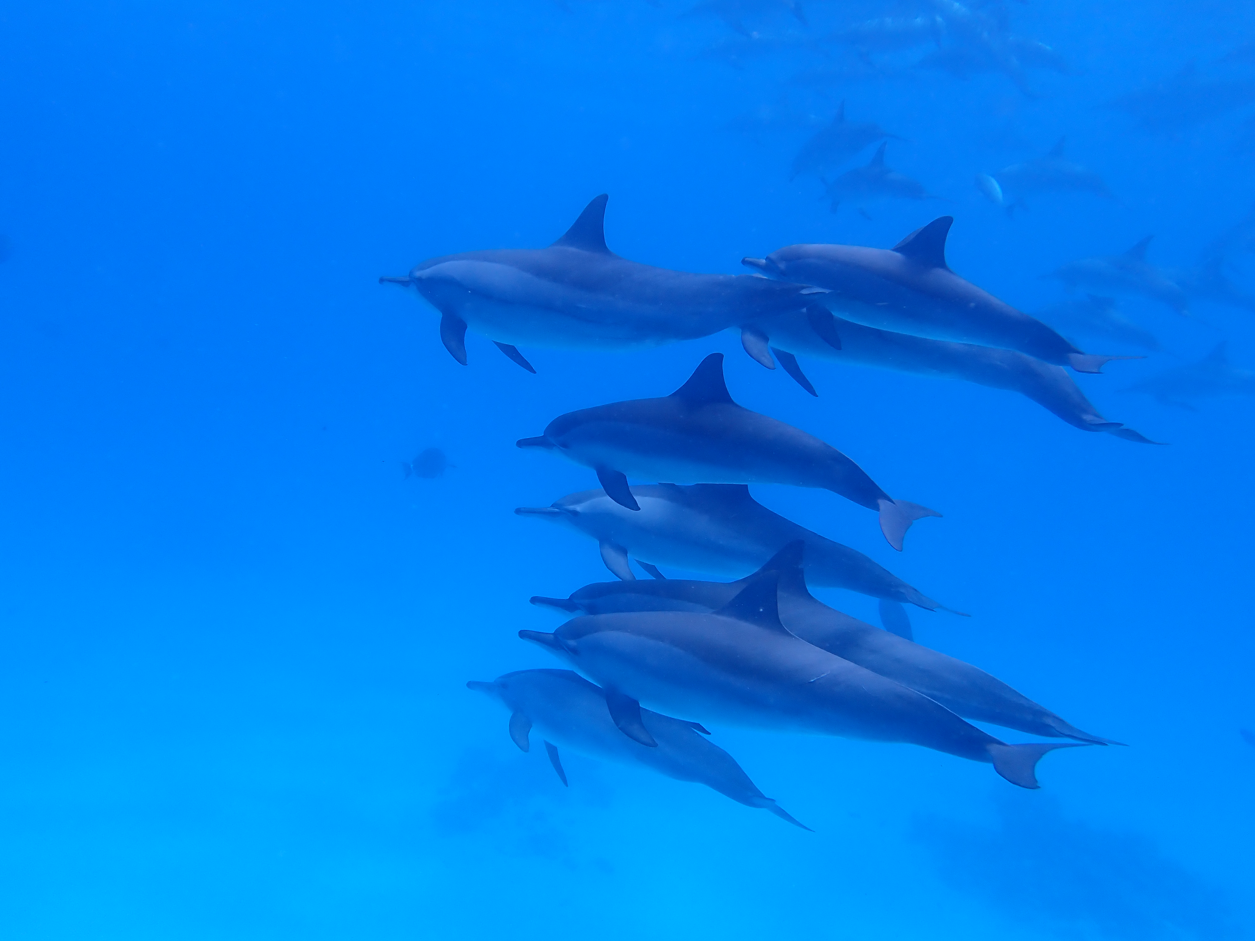Apnée avec les dauphins à Sataya