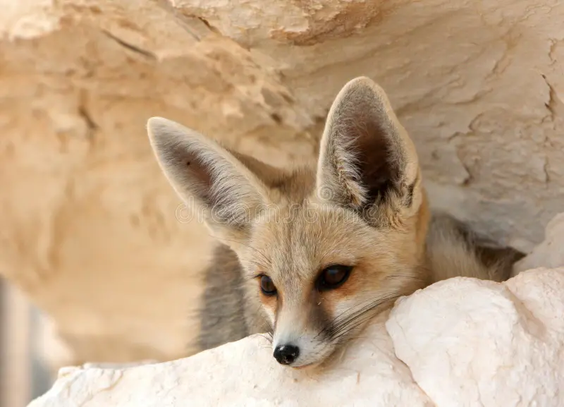 Fennec du désert blanc