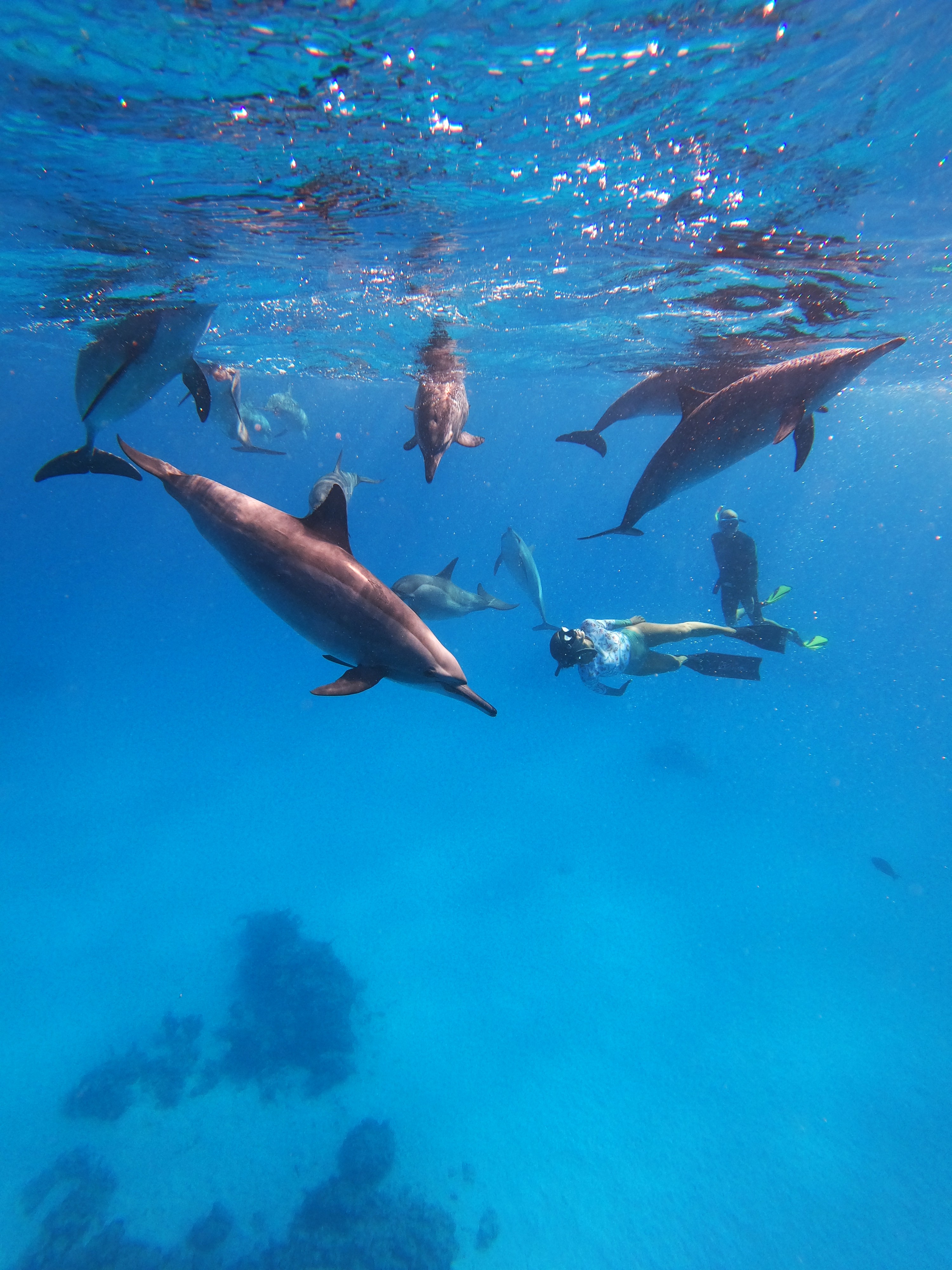 Nager avec les dauphins libres